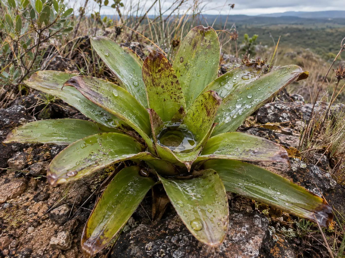 Planta em roseta do Cerrado captando água da chuva entre suas folhas