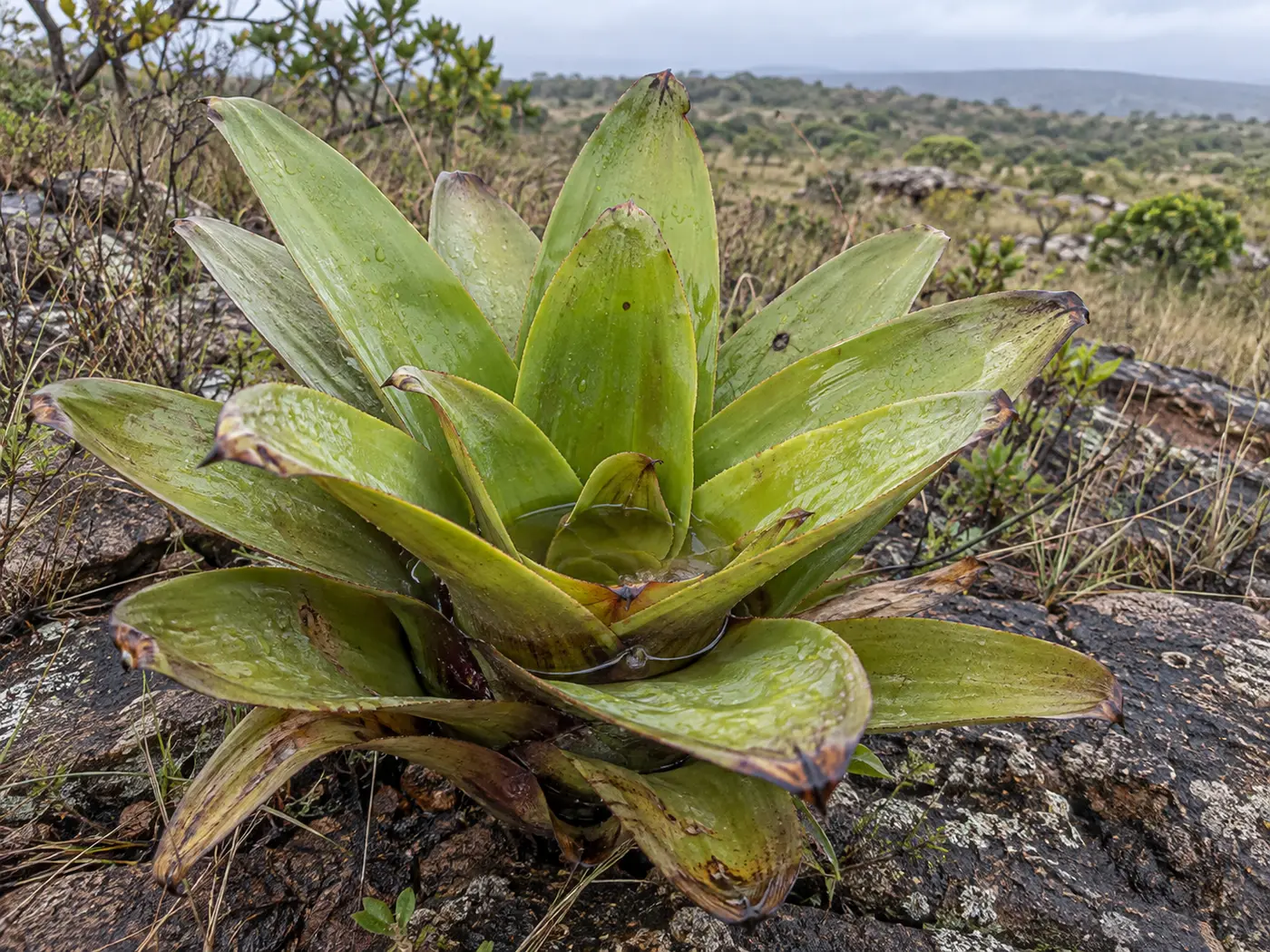 Bromélia do Cerrado armazenando água da chuva no centro da roseta